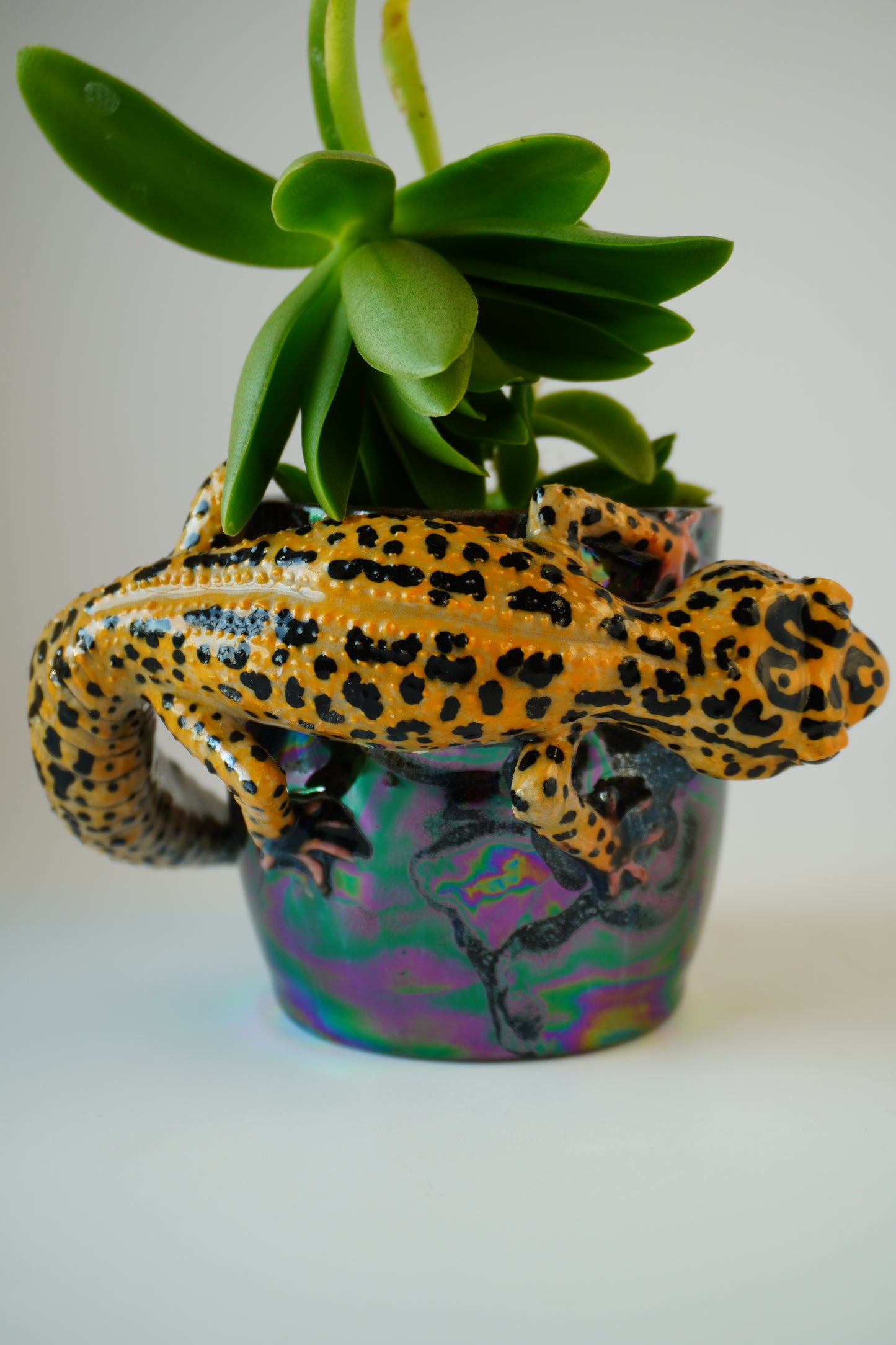 Leopard gecko planter