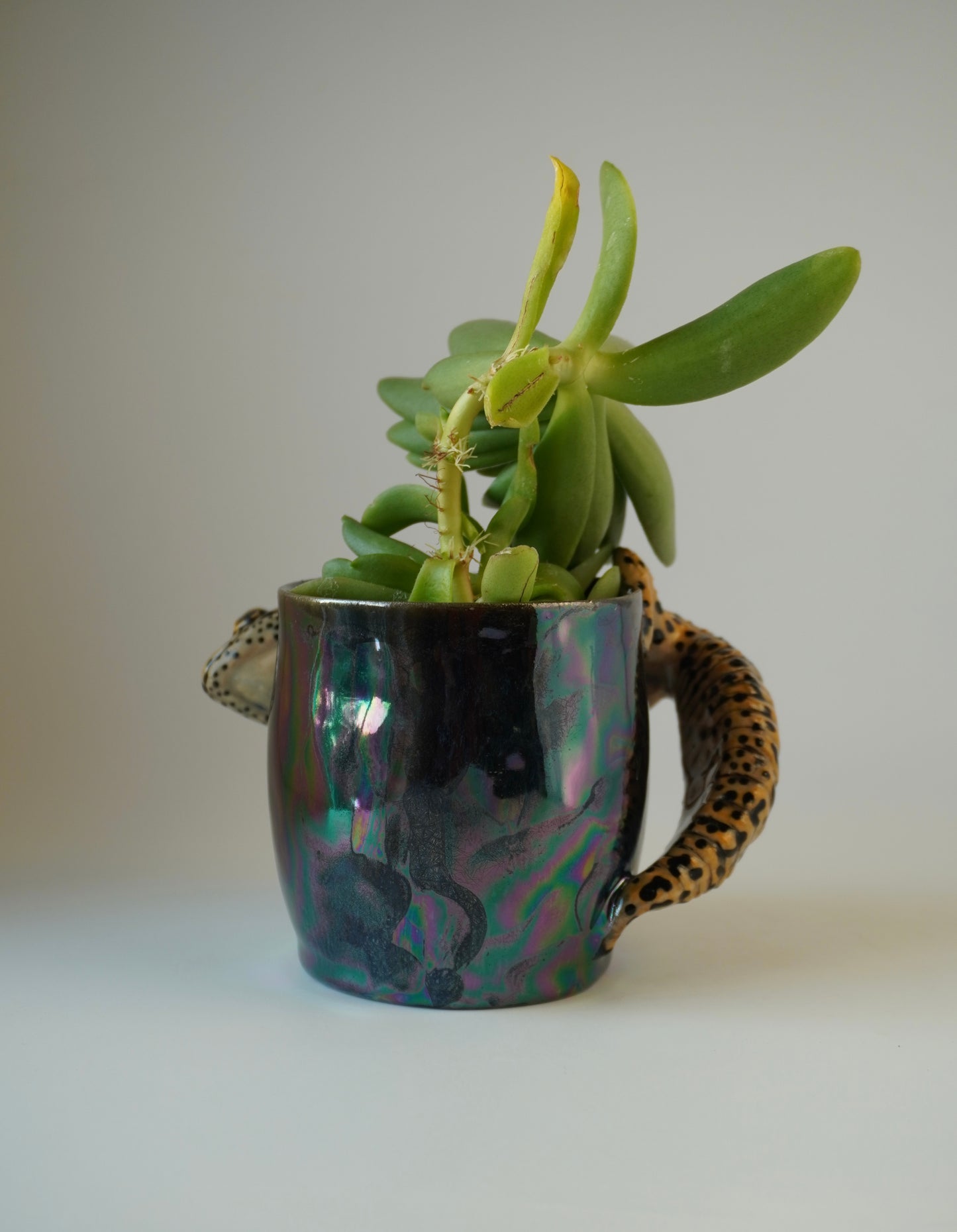 Leopard gecko planter