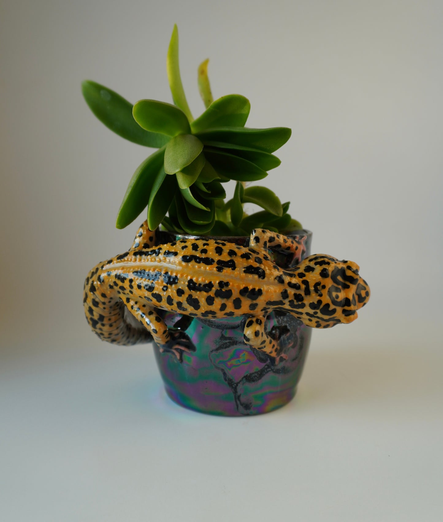 Leopard gecko planter