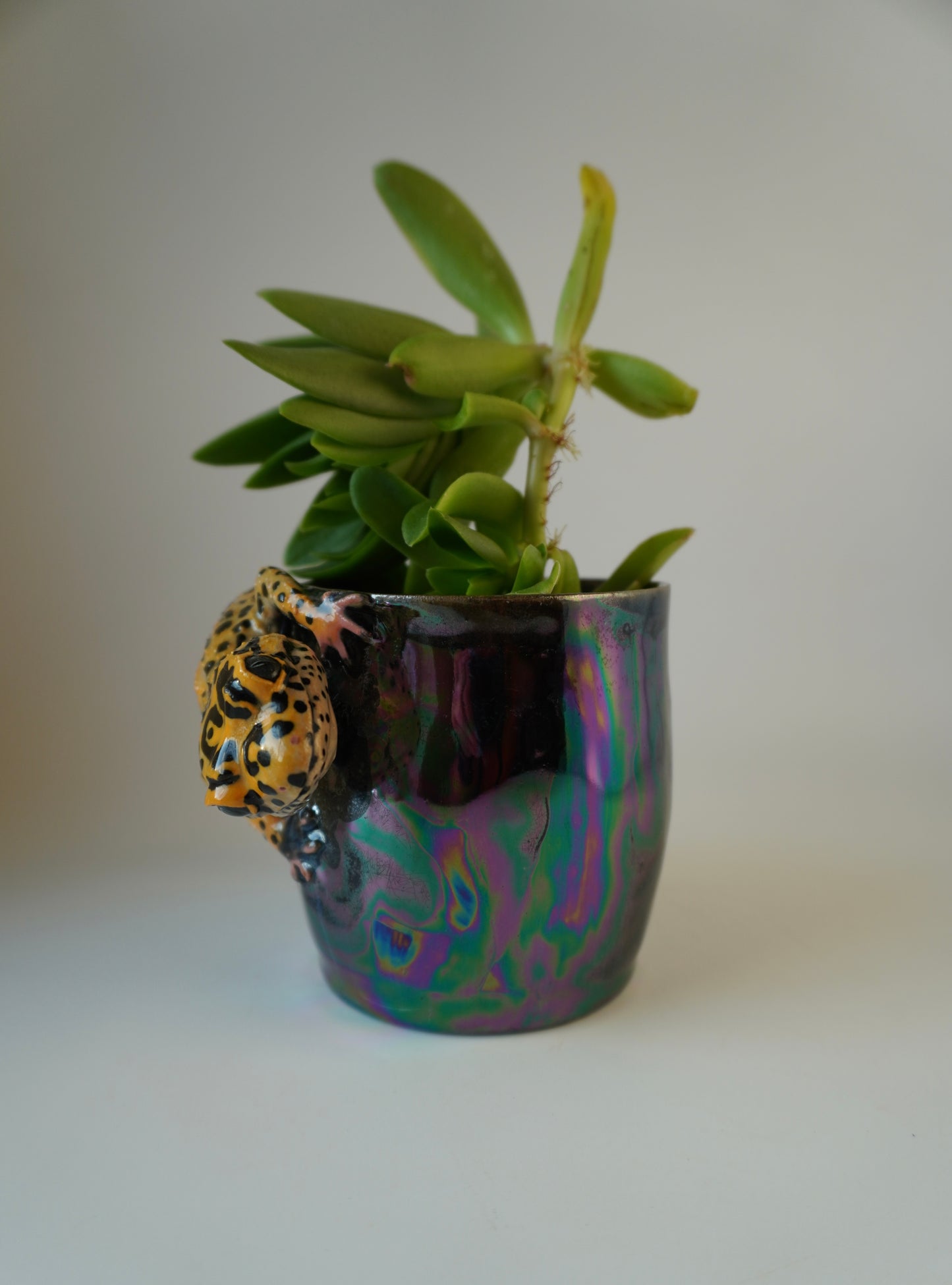 Leopard gecko planter