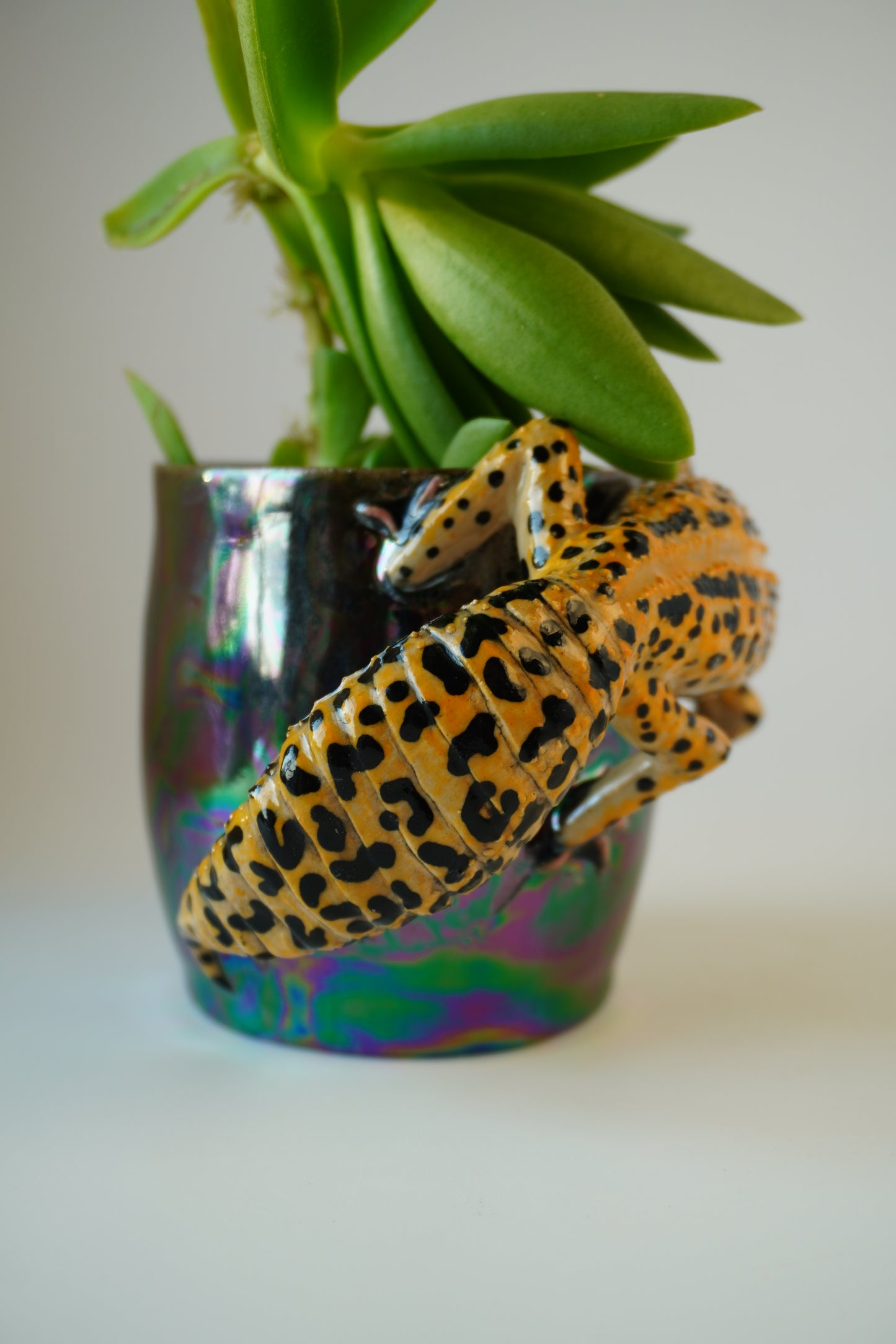 Leopard gecko planter